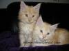 süße reinrassige Maine Coon Kitten mit Stammbaum suchen noch ein Zuhause