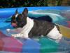 Französische Bulldogge vermisst /  gestohlen!!!