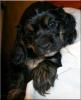 American Cocker Spaniel Welpen (VDH/ FCI)