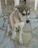 Freddy ... unserem kleinen Seestern geht es ein wenig besser Husky