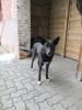 Loona,  58 cm,  Pastormischling,  geb ca 2004,  pechschwarze Schönheit sucht endlich