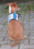 Tierschutzverein sucht sie,  jeder kann helfen.