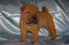 wunderschöne Shar Pei Welpen zu verkaufen