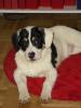 Paddy,  6 Monate sucht Familie