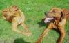 Rhodesian Ridgeback Welpen