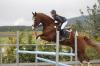 suche reitbeteiligung