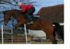 Tschechisches WB /  Holsteiner Stute