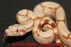 Weihnachts- boa albino /  sunglow !!!