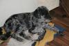 Aussiedoodle sucht neues Zuhause