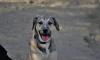 Murphy sucht ein passendes Zuhause