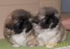 Pekingesenwelpen