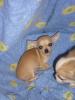 Mini Chihuahua Welpe
