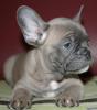 Französische Bulldoggen vom Züchter