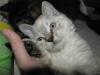 Süße Kitten im Schafspelz (Selkirk Rex,  ohne Papiere)