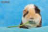 US Teddy Meerschweinchen