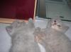 BKH_ Kitten