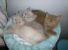 3 süße BKH Kitten,  1 Kater 2 Katzen Mädchen