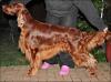 Irish Setter - Welpen mit Papiere