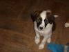 Boder Collie Mix Welpen 8 Wochen alt,  abzugeben