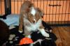 bezaubernde Mini Australian Shepherd Welpen suchen noch ihre Dosenöffner