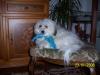 suche eine hundin zum decken
