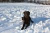Meine choco Labradorin sucht ein männliches Gegenstück zum decken.