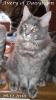 Reinrassiges Maine Coon Kitten Avery