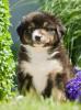 Bildschöne Australian Shepherd Welpen m.P.