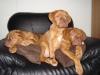 Dogge de Bordeaux /  Welpen