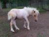 Orig. Mini Shetty,  Palominoschecke,  m.Pap.Chip FP 390 Euro