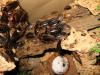 Argentinische Waldschaben,  Blaptica dubia