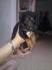 9 Süße Hundebabys zu verkaufen ab 1.02.2011 