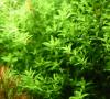 Quirlblättriges Perlenkraut,  Aquarienpflanze,  Versand/  Abholung