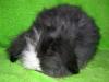 Kastrierter Teddywidder,  4 Monate,  Kaninchen