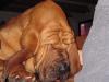 Bloodhounds of Samaria  / /   Bekannt aus dem TV !!!