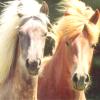 Suche reitbeteiligung auf.....=)