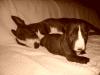 MINIATUR BULLTERRIER