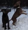 Verspielte Labrador Welpen in Anthrazit /  Grau & Silber abzugeben