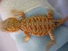 Wunderschöne Bartagamen rot gelb und orange in verschiedener Genetik