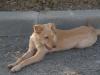 VERMISST PODENCO MIX WElPEN