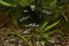 Endler Guppy s, Red Fire Garnelen, Wasserpflanzen....