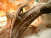 pinkbauch stachelleguan