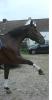 feinfühliger Dressurwallach sucht Reitbeteiligung
