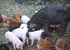 mei-shan mixferkel,  kleine schweinchen 5-10 kg in Traumfarben