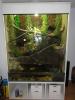Grüner Leguan mit Terrarium/ Aquarium abzugeben