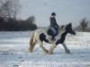 6-7 Jähriger Tinker Stute,  Hengst und Wallach mit Pass und Papier