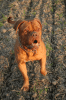Bordeauxdogge,  Decktermine frei