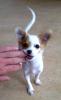 Chihuahua Rüde,  langhaarig,  kastriert,  8 Monate,  sehr lebhaft
