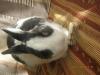 handzahmes und stubenreines kaninchen