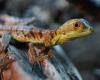 Basiliscus plumifrons   Stirnlappenbasilisken NZ 2010